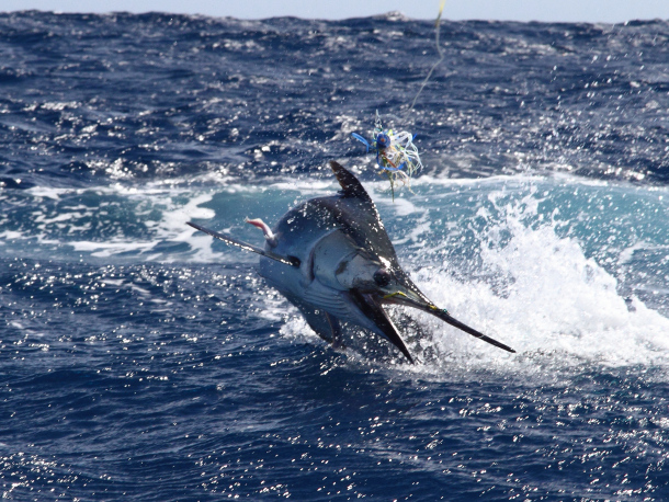 Image: Mick Fletoridis